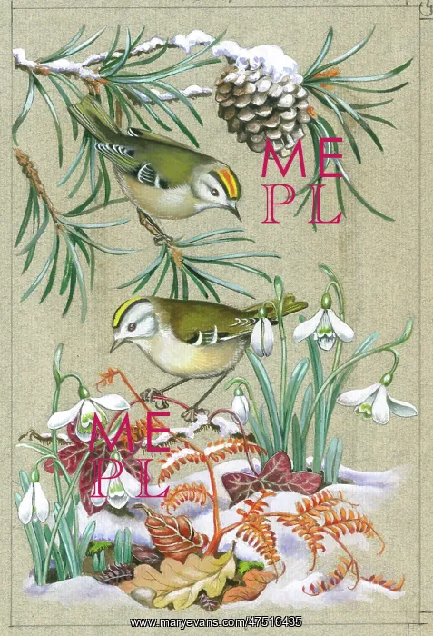: Goldcrests with snowdrops and fir in snow : Goldcrests with snowdrops and fir in snow