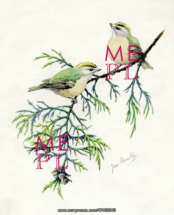  : Goldcrests on a Thuya bough