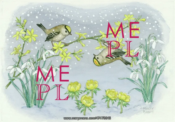: Goldcrests on winter jasmine with snowdrops : Goldcrests on winter jasmine with snowdrops