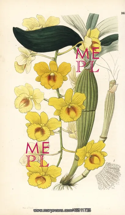 : Golden-arch dendrobium, Dendrobium chrysotoxum : Golden-arch dendrobium, Dendrobium chrysotoxum