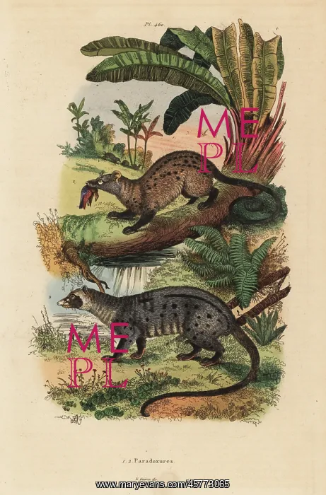: Golden and asian palm civets : Golden and asian palm civets