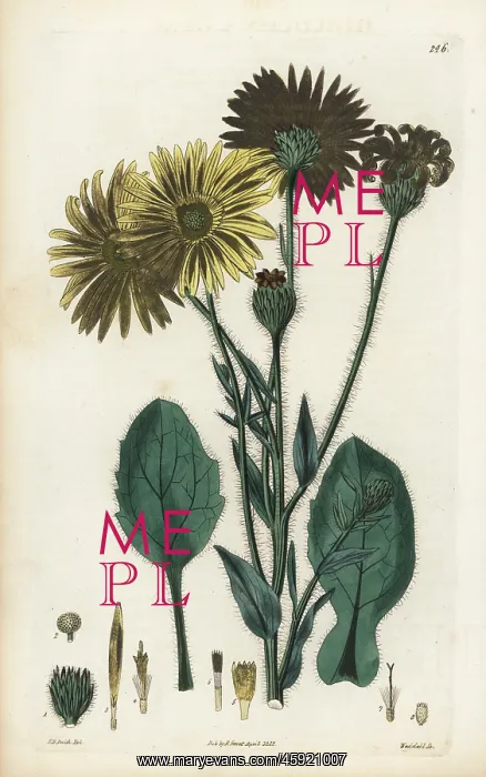 : Golden aster, Heterotheca inuloides : Golden aster, Heterotheca inuloides