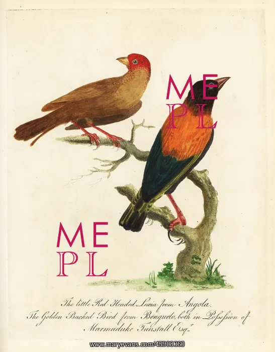 : Golden-backed bishop, Euplectes aureus, and : Golden-backed bishop, Euplectes aureus, and