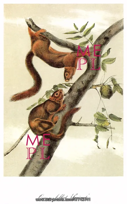  : Golden-Bellied Squirrel