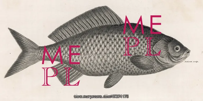 : GOLDEN CARP