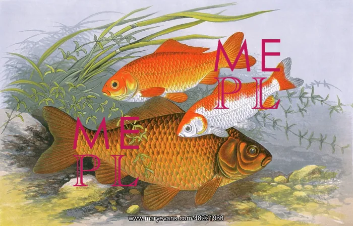 : Golden Carp (Goldfish) and Bronze Carp : Golden Carp (Goldfish) and Bronze Carp