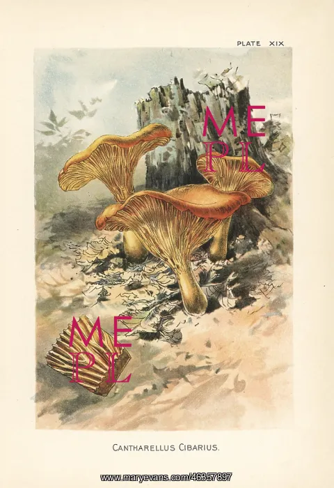 : Golden chanterelle, Cantharellus cibarius : Golden chanterelle, Cantharellus cibarius