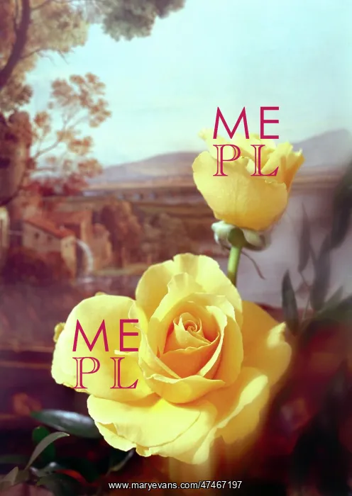  : Two Golden coloured roses with landscape behind