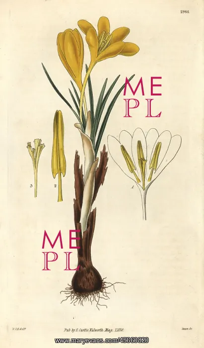 : Golden crocus, Crocus aureus : Golden crocus, Crocus aureus