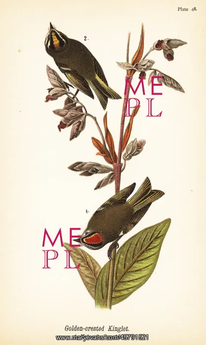 : Golden-crowned kinglet, Regulus satrapa : Golden-crowned kinglet, Regulus satrapa