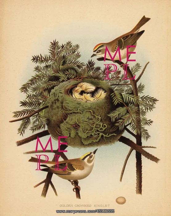 : Golden-crowned kinglet, Regulus satrapa : Golden-crowned kinglet, Regulus satrapa