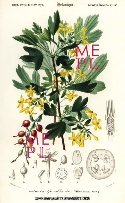 : Golden currant, Ribes aureum : Golden currant, Ribes aureum