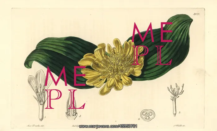 : Golden daubenya, Daubenya aurea : Golden daubenya, Daubenya aurea