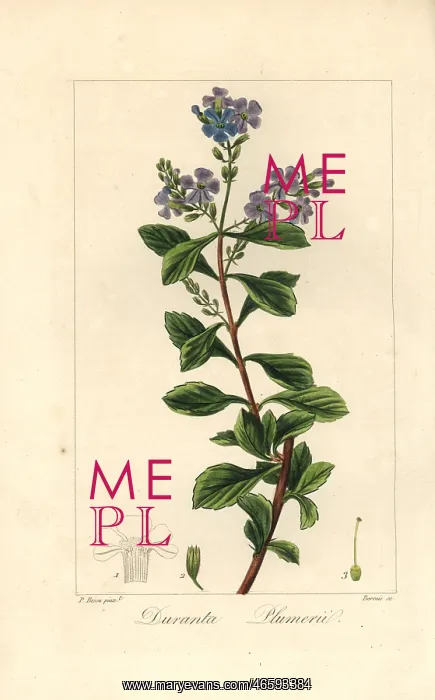 : Golden dew drop, Duranta erecta, native to the Americas : Golden dew drop, Duranta erecta, native to the Americas