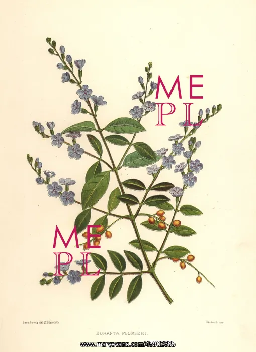 : Golden dewdrop, Duranta erecta : Golden dewdrop, Duranta erecta