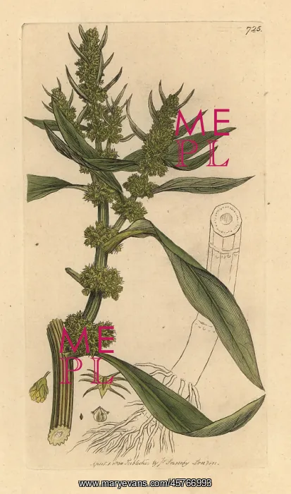 : Golden dock, Rumex maritimus : Golden dock, Rumex maritimus
