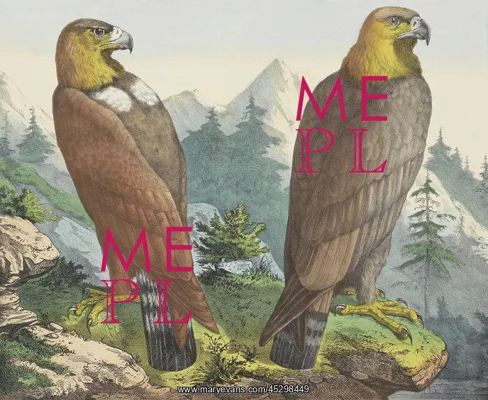 : Golden Eagle : Golden Eagle
