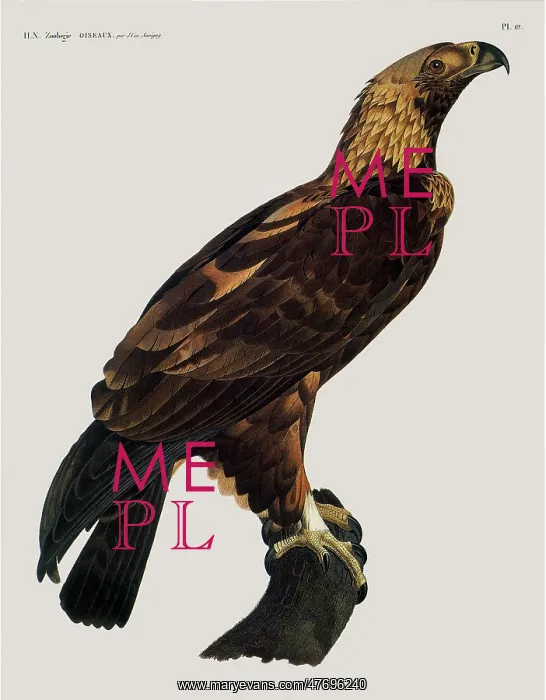  : Golden Eagle