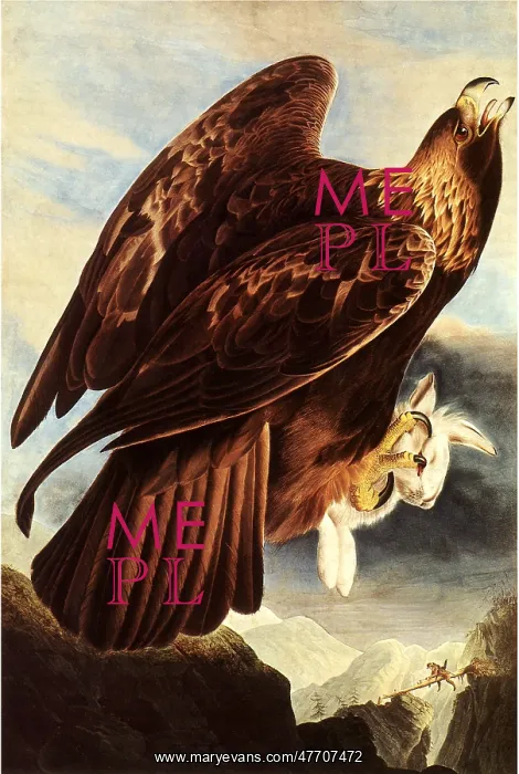  : Golden Eagle