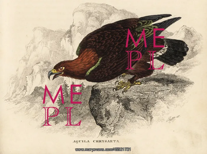 : Golden eagle, Aquila chrysaetos : Golden eagle, Aquila chrysaetos