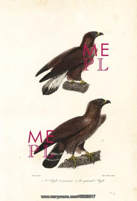 : Golden eagle, Aquila chrysaetos : Golden eagle, Aquila chrysaetos