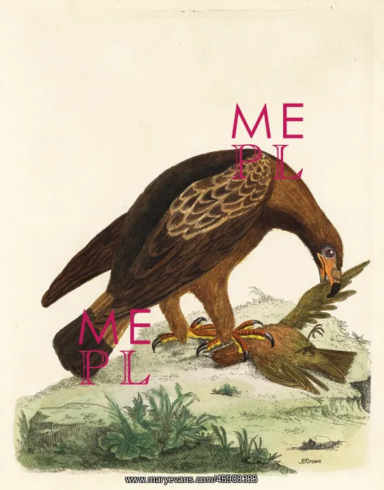 : Golden eagle, Aquila chrysaetos, and fire : Golden eagle, Aquila chrysaetos, and fire