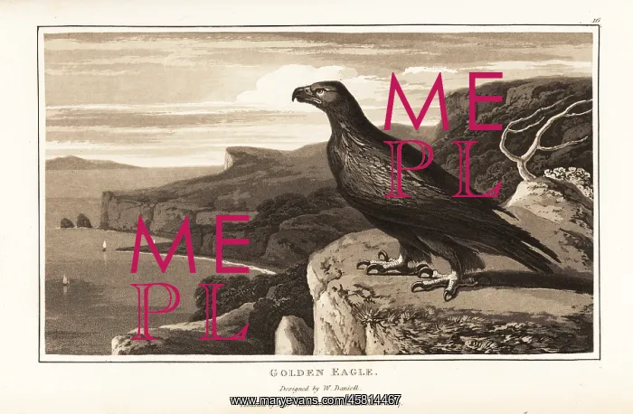: Golden eagle, Aquila chrysaetos, standing on the : Golden eagle, Aquila chrysaetos, standing on the