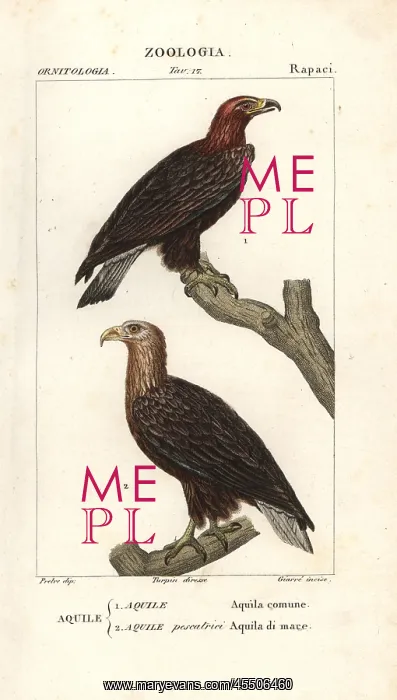 : Golden eagle, Aquila chrysaetos, and white-tailed : Golden eagle, Aquila chrysaetos, and white-tailed