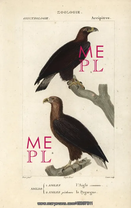 : Golden eagle, Aquila chrysaetos, and white-tailed : Golden eagle, Aquila chrysaetos, and white-tailed