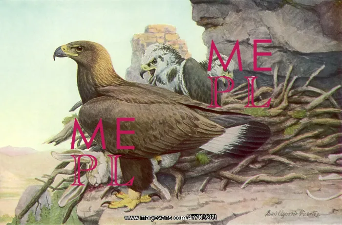  : Golden Eagle, Eaglets