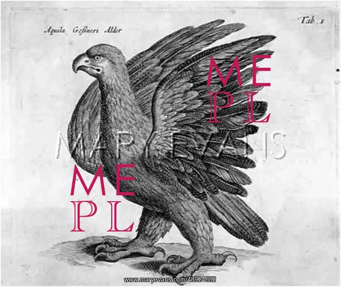  : GOLDEN EAGLE (JOHNSTONE)