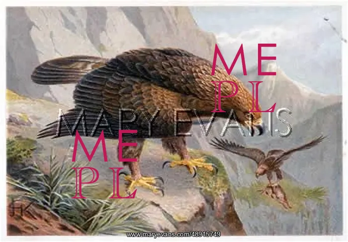 : GOLDEN EAGLE (LYDEKKER) : GOLDEN EAGLE (LYDEKKER)