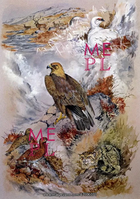 : Golden Eagle, Ptarmigan, Wild Cat, Grouse : Golden Eagle, Ptarmigan, Wild Cat, Grouse