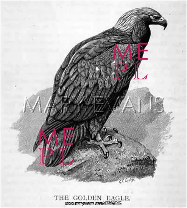 : GOLDEN EAGLE (SAUNDERS) : GOLDEN EAGLE (SAUNDERS)