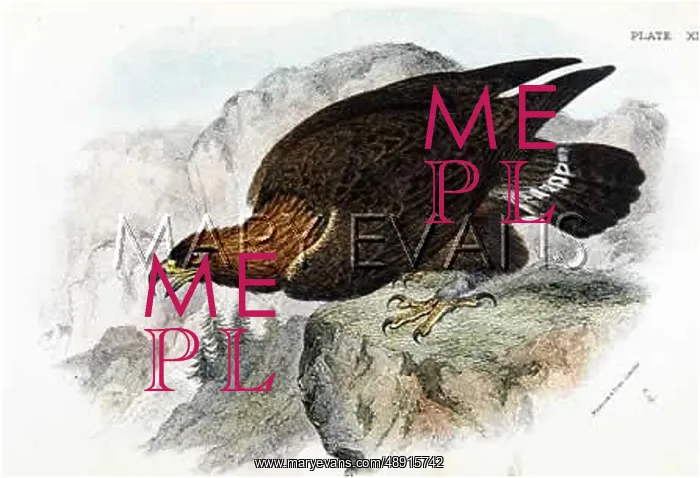  : GOLDEN EAGLE (SHARPE)