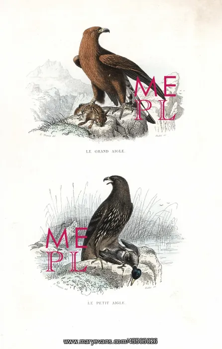 : Golden eagle and spotted eagle : Golden eagle and spotted eagle