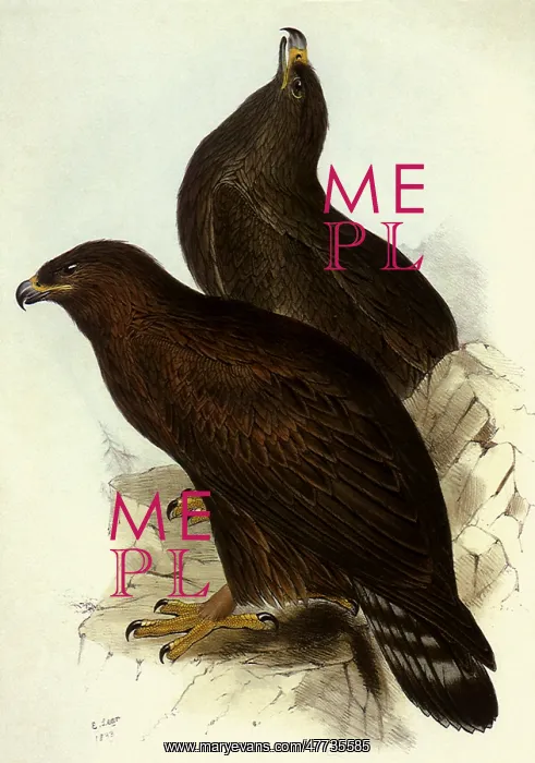  : Golden Eagles, Aquila chrysaetos