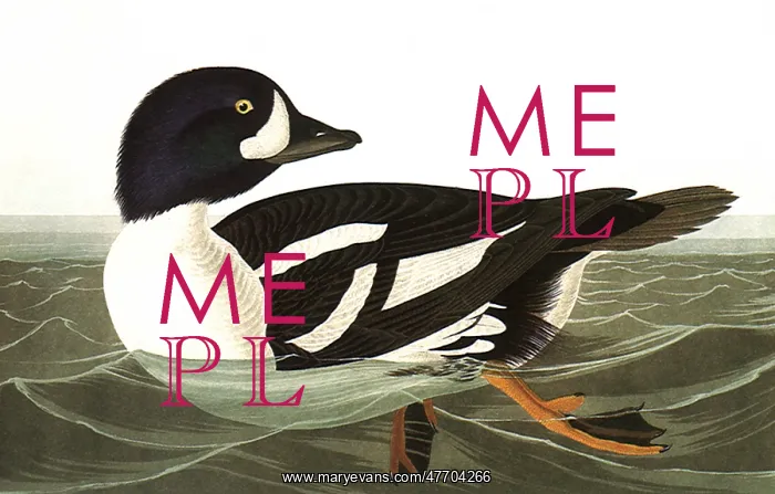  : Golden-Eye Duck