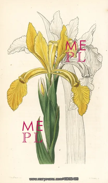 : Golden flag, Iris crocea : Golden flag, Iris crocea