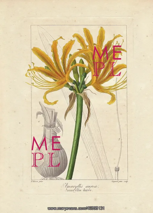 : Golden flame lily, Pyrolirion aureum, native : Golden flame lily, Pyrolirion aureum, native