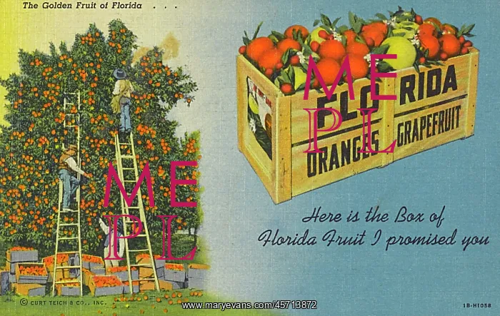 : The Golden Fruit of Florida, USA : The Golden Fruit of Florida, USA