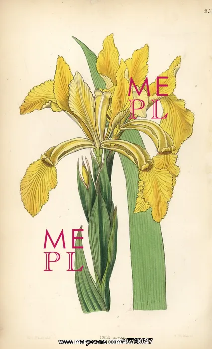 : Golden iris or golden flag, Iris crocea : Golden iris or golden flag, Iris crocea