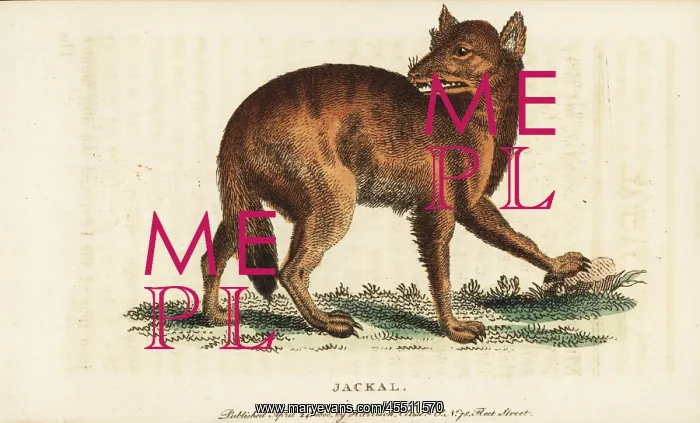 : Golden jackal, Canis aureus : Golden jackal, Canis aureus