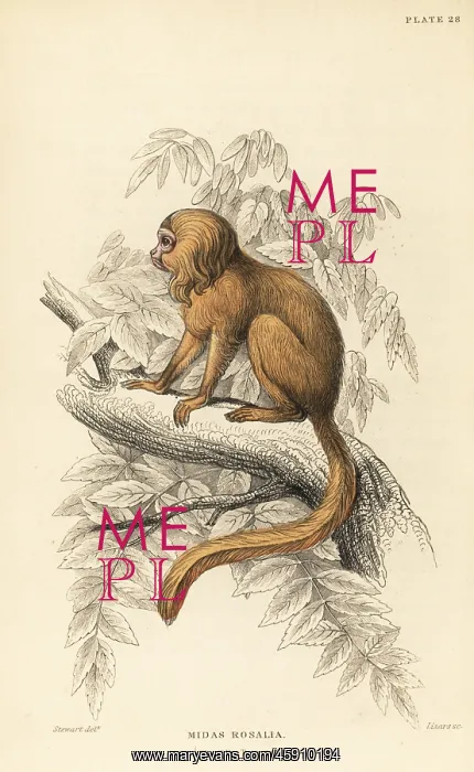 : Golden lion tamarin, Leontopithecus rosalia. Endangered : Golden lion tamarin, Leontopithecus rosalia. Endangered