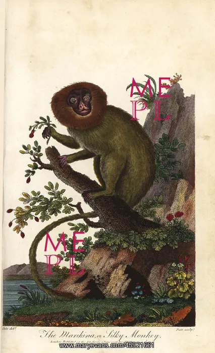 : Golden lion tamarin, Leontopithecus rosalia, endangered : Golden lion tamarin, Leontopithecus rosalia, endangered