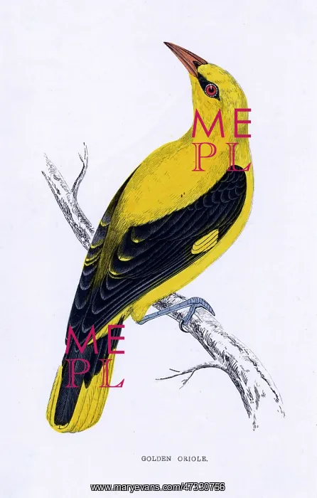  : GOLDEN ORIOLE (MORRIS)