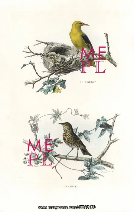 : Golden oriole and song thrush : Golden oriole and song thrush