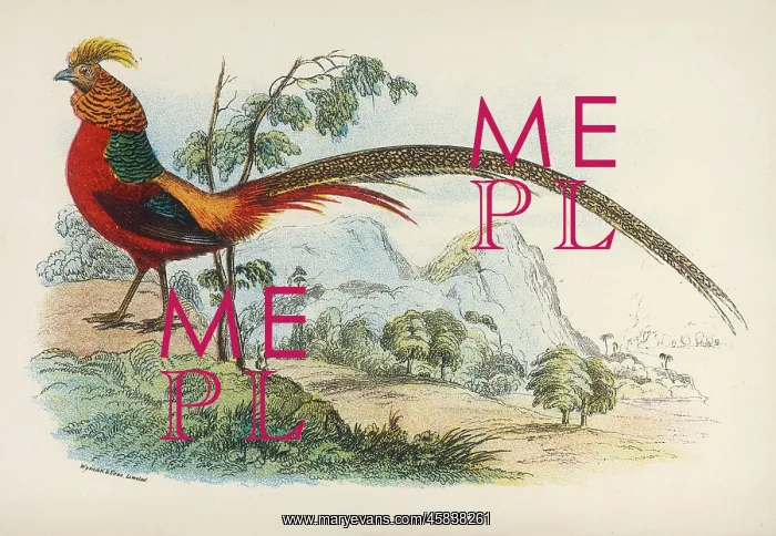 : GOLDEN PHEASANT : GOLDEN PHEASANT