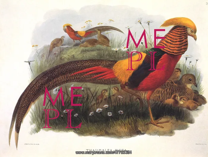  : Golden Pheasant