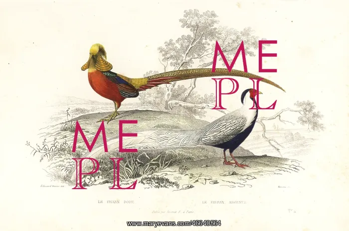 : Golden pheasant and silver pheasant : Golden pheasant and silver pheasant
